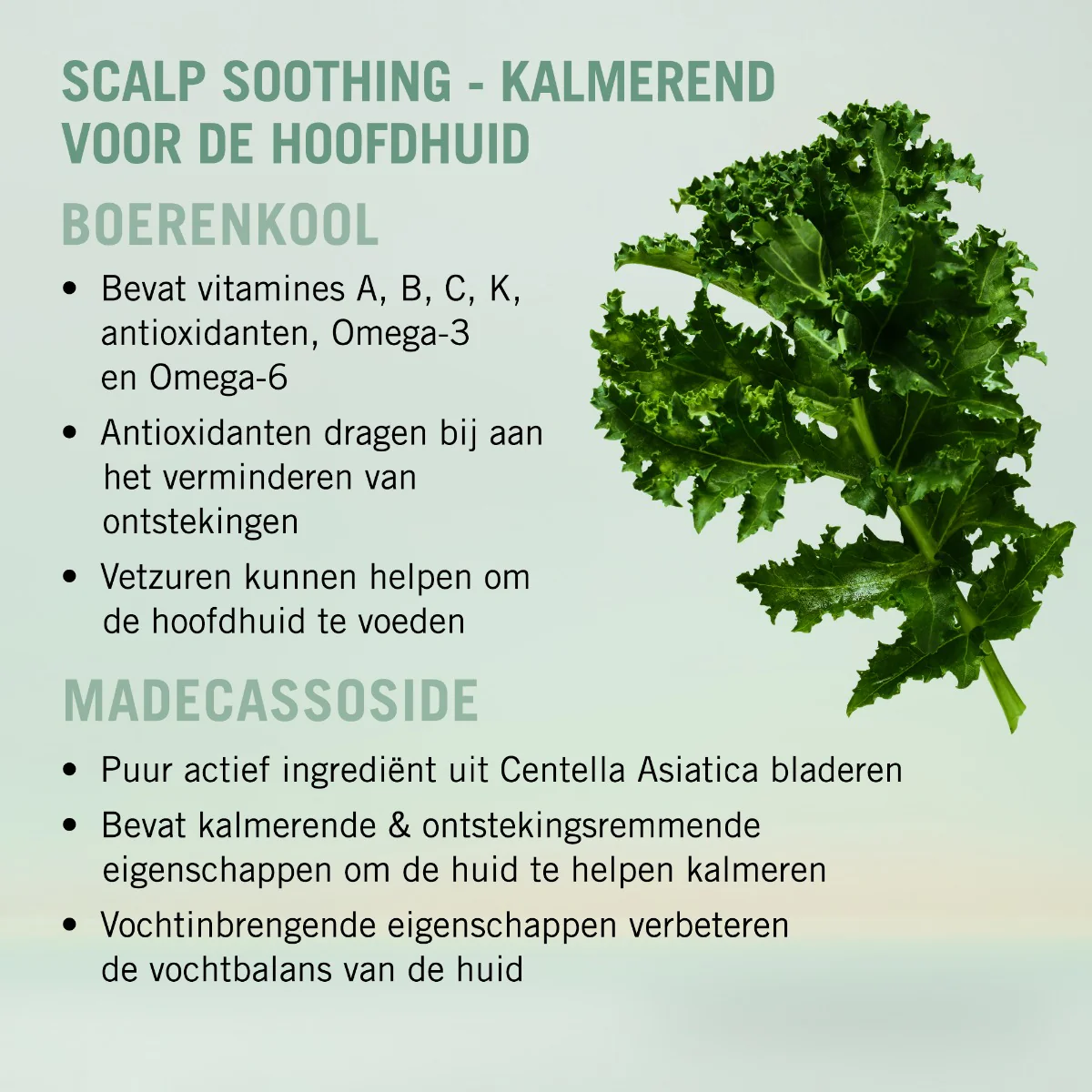 Productafbeelding 4